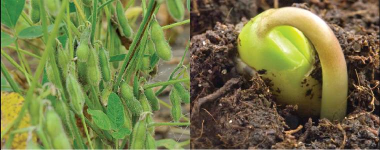 Revista PRODUCCION: soja "al mal tiempo, buena cara..."