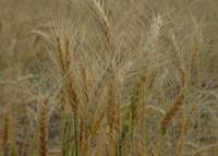Revista PRODUCCION: habr&aacute; m&aacute;s trigo en el mundo