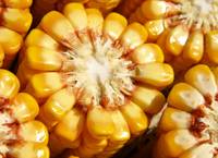 Revista PRODUCCION: suelos: recuperaci&oacute;n de  superficie de los cereales