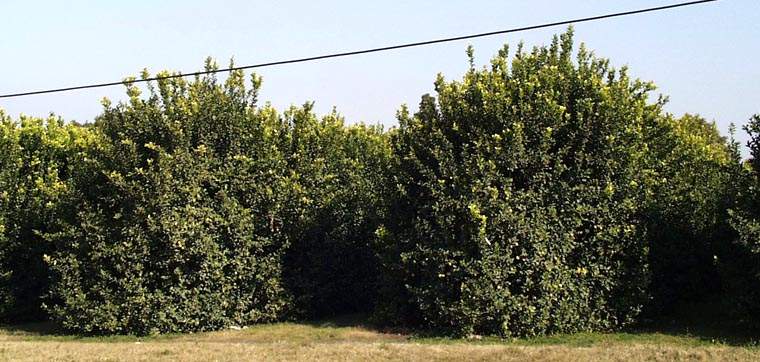 Revista PRODUCCION: los limones tucumanos  derriban barreras y ganan mercados