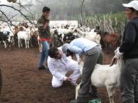 Revista PRODUCCION: saneamiento y prevenci&oacute;n de brucelosis y tuberculosis caprina