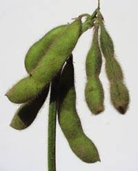 Revista PRODUCCION: Soja