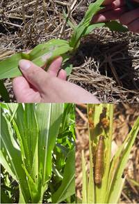 Revista PRODUCCION: oruga cogollera: abordaje de la problem&aacute;tica y recomendaciones de manejo