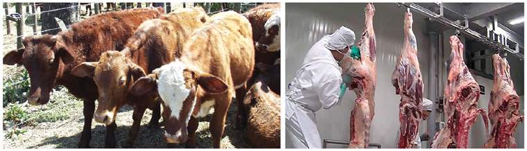 Revista PRODUCCION: Carnes alternativas: s&iacute;mbolo de las  econom&iacute;as regionales