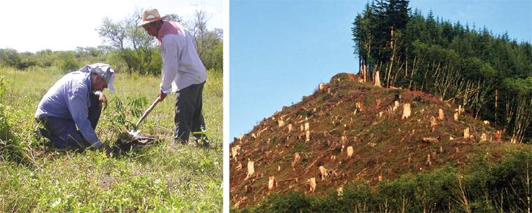 Revista PRODUCCION: deforestaci&oacute;n, la verdad de la milanesa!!!