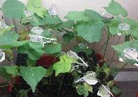 Revista PRODUCCION: avances en silenciamiento g&eacute;nico contra el picudo del algodonero