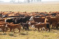 Revista PRODUCCION: ministerio de agroindustria de la naci&oacute;n. Agroindustria reactiva la prenda ganadera