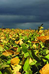 Revista PRODUCCION: en el noa, los productores sojeros le pusieron buena cara al mal tiempo