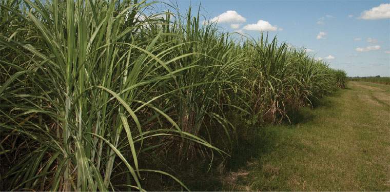 Revista PRODUCCION: los ca&ntilde;eros y una zafra  azucarera llenos de avatares