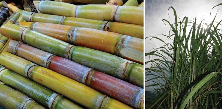 Revista PRODUCCION: los ca&ntilde;eros y una zafra  azucarera llenos de avatares
