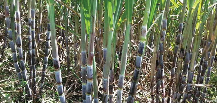 Revista PRODUCCION: los ca&ntilde;eros y una zafra  azucarera llenos de avatares