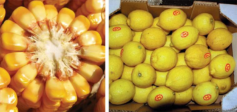 Revista PRODUCCION: las exportaciones de Tucum&aacute;n crecen de la mano de la producci&oacute;n primaria