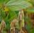 Revista PRODUCCION: soja: estudian su genética para mejorar rindes y calidad