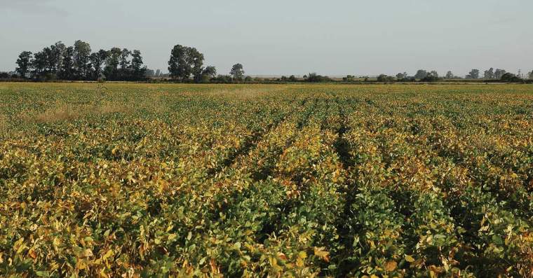Revista PRODUCCION: en el año de la soja temprana, se espera una campaña superior