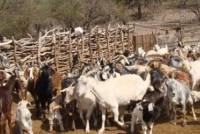 Revista PRODUCCION: estudian las carencias minerales para detectar enfermedades en las cabras