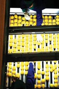 Revista PRODUCCION: proyectan buena campaña 2019 para los limones