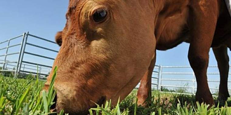 Revista PRODUCCION: apuntes para evitar  intoxicaciones  en los rodeos