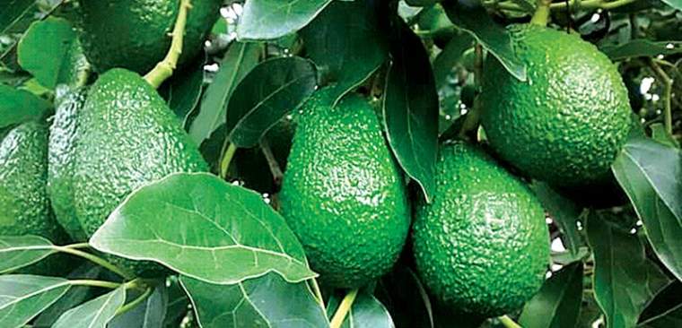 Revista PRODUCCION: polinización de los paltos