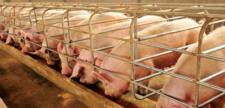 Revista PRODUCCION: la actividad porcina tiene todo para crecer en tucumán