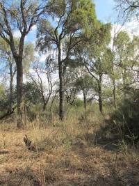 Revista PRODUCCION: en el chaco santiagueño recuperan bosques con prácticas agroecológicas