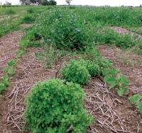 Revista PRODUCCION: por qué se multiplican los casos de resistencia a herbicidas