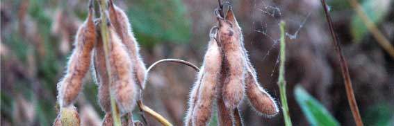 Revista PRODUCCION: Día de campo de granos  virtual : primera parte, cultivo de soja.