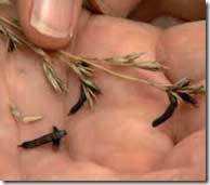 Revista PRODUCCION: HONGOS…   QUE TE COMEN…  Y QUE TE JODEN !