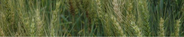 Revista PRODUCCION: A Todo Trigo 2021: Cómo aprovechar las oportunidades que ofrece el mercado