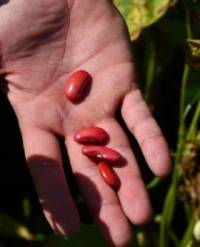 Revista PRODUCCION: Poroto: evalúan la respuesta de distintos cultivares