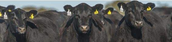 Revista PRODUCCION: La ganadería no es parte del problema, sino parte de la soución