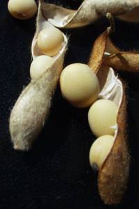 Revista PRODUCCION: “Hay campos con soja que ya no se recuperarán”