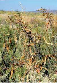 Revista PRODUCCION: Evalúan plantas tóxicas que afectan al ganado en zonas extrapampeanas