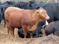 Revista PRODUCCION: Pautas para el manejo de la alimentación animal en el NOA