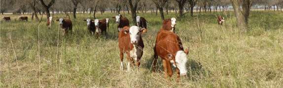 Revista PRODUCCION: Pautas para el manejo de la alimentación animal en el NOA