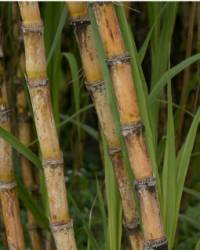 Revista PRODUCCION: La actividad azucarera es fundamental para la economía de Tucumán