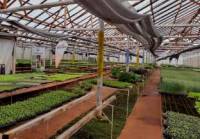 Revista PRODUCCION: Diversificación de Cultivos: una práctica más que necesaria