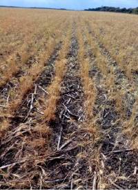 Revista PRODUCCION: Estará complicada en 2023 la mesa de los argentinos por falta de trigo