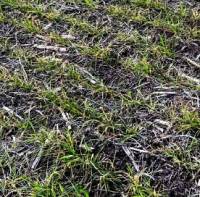 Revista PRODUCCION: Estará complicada en 2023 la mesa de los argentinos por falta de trigo