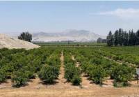 Revista PRODUCCION: Lima - Perú: III CONGRESO INTERNACIONAL DE LA PALTA