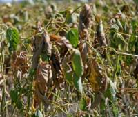 Revista PRODUCCION: Metán y zonas aledañas: balance de la situación agrícola-ganadera presente