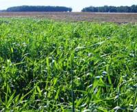 Revista PRODUCCION: Mantener los suelos cubiertos siempre, una decisión estratégica