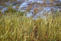 Revista PRODUCCION: Mantener los suelos cubiertos siempre, una decisión estratégica