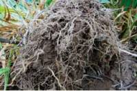 Revista PRODUCCION: Mantener los suelos cubiertos siempre, una decisión estratégica