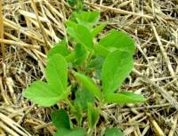 Revista PRODUCCION: Los cultivos de cobertura reducen hasta un 70 % las pérdidas de materia orgánica