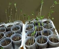 Revista PRODUCCION: Salta: Estudian una bacteria que mejora la calidad de suelos degradados