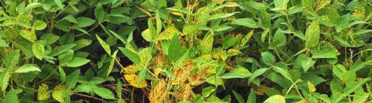 Revista PRODUCCION: Cómo prevenir el desarrollo de plagas y enfermedades