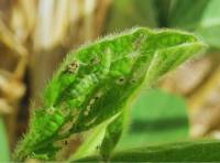 Revista PRODUCCION: Cómo prevenir el desarrollo de plagas y enfermedades