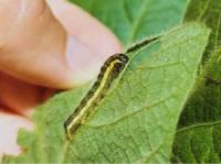 Revista PRODUCCION: Cómo prevenir el desarrollo de plagas y enfermedades