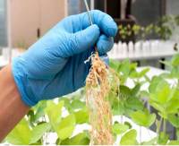 Revista PRODUCCION: Bioinsumos: la naturaleza aliada a la innovación