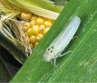 Revista PRODUCCION: La “chicharrita” pone en jaque a la producción maicera en Bandera (Sgo. del Estero)